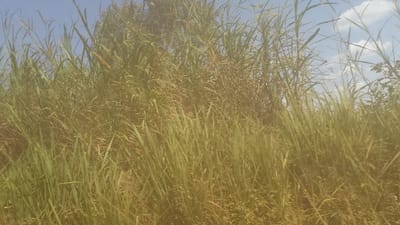 The image shows a field of tall, green grass in Kayna, Democratic Republic of the Congo. The grass is dense and appears to be growing wild, with some blades reaching up to the sky. The sky is blue and clear, with a few white clouds scattered across the expanse. The grass is the only subject in the image and there are no people, animals, or other objects visible. The image appears to be taken from a low angle, as the grass appears to be taller than the camera. The image is of good quality and in focus, but the lighting is a little washed out.