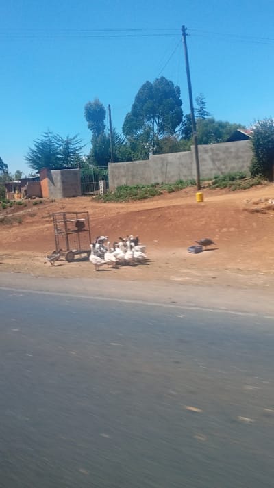 A flock of white geese gathers near a rusty metal cart on a dirt patch beside a road. Beyond the dirt, a gray wall and a small building are visible. A lone dark bird pecks at something near a blue object. Trees and utility poles line the background under a clear, blue sky. The foreground shows the dark, blurred surface of a road.