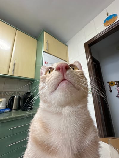 An extreme close-up, low-angle shot focuses on a domestic cat's face, looking upward. The cat is light-colored with orange tabby markings and has yellow eyes and a pink nose. Its whiskers are prominent. The background suggests a kitchen environment with light-colored cabinets and green countertops. A dark doorway and a tiled wall are also visible. The scene is likely indoors, possibly in a residence in Mijas, Spain, given the context of the provided location.