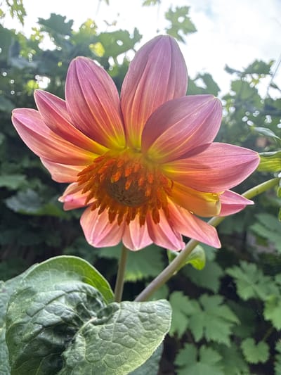 A close-up, low-angle shot focuses on a vibrant pink and orange dahlia flower in bloom. The flower is the primary subject, with its petals unfurling outwards. The center of the flower reveals numerous stamens clustered together. The petals display a gradient of color, transitioning from soft pinks on the outer edges to warm oranges and yellows closer to the center.
In the background, lush green foliage and leaves are visible, slightly out of focus, suggesting an outdoor garden setting. Some of the leaves in the background have a lobed shape. A textured, green leaf of another plant is prominently featured in the lower right portion of the image, showing intricate vein patterns and a slightly velvety appearance. A thin stem supports the dahlia. The lighting suggests it is daytime, possibly morning or late afternoon, with sunlight filtering through the leaves, creating highlights and shadows. The overall impression is one of natural beauty and the flourishing of plant life.
The scene appears to be in the Test Valley, United Kingdom. No people, text, or specific events are depicted. The mood is peaceful and serene, focusing on the intricate details of the flower and its natural surroundings.