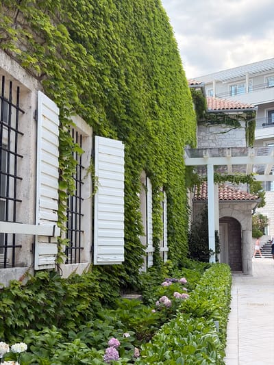 In Meljine, Montenegro, a building facade is extensively covered in lush green ivy. Several windows with white louvred shutters are visible, some of which are partially open, revealing black wrought-iron bars behind them. In front of the building, a pathway is lined with dense green bushes and flowering plants, including hydrangeas in shades of pink and purple, and white flowers. Beyond the ivy-covered wall, a modern building with multiple floors, balconies, and a white pergola structure can be seen. The sky is overcast with clouds. A person in a light-colored outfit is walking on the pathway.