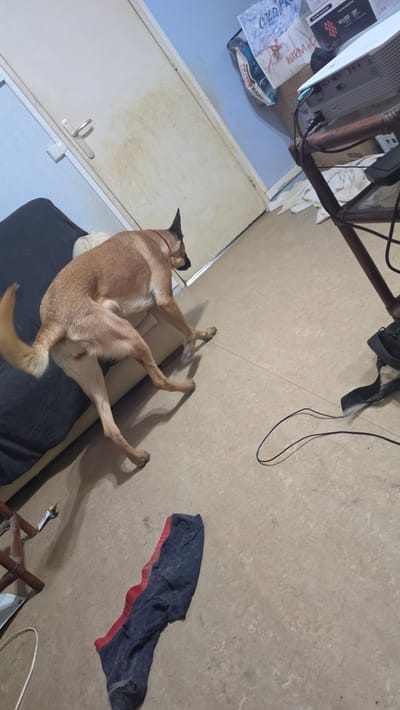 An indoor scene shows a medium-sized, tan-furred dog with a red collar lying on its back, legs splayed, across a dark grey pet cushion and a light-colored tiled floor. The dog's posture suggests relaxation or playfulness. In the background, to the left, there's a light blue wall adjacent to a white cabinet or cupboard with two silver handles. Above the cabinet, various items are visible on a surface, including a white electronic device, boxes, and plastic bags. One box clearly displays "12 LED 25" and "WARM WHITE" text. A plastic bag shows "Intermarche", a French supermarket chain, which aligns with the Magny-les-Hameaux, France location context. Another partially visible text reads "COLD FR[...]". A wooden furniture leg and numerous black electrical cables are also present. On the floor, to the right, a dark blue and red piece of fabric or clothing is casually placed. The lighting is artificial, suggesting an indoor setting at an indeterminate time of day.