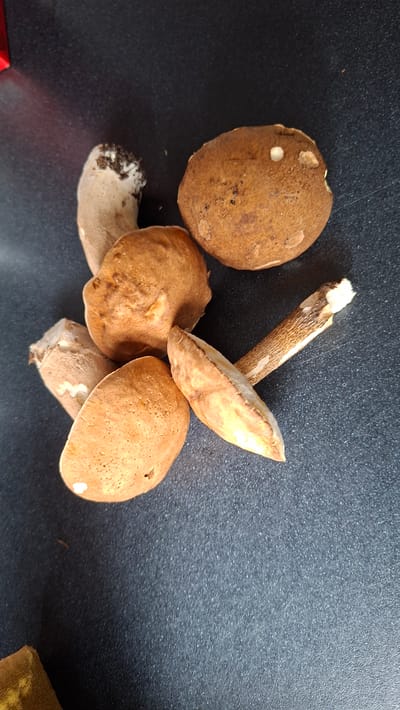 A top-down view shows a pile of roughly six brown-capped mushrooms on a dark gray, textured surface. The mushrooms are of various sizes and orientations, with some stems still attached and others detached. The caps are mostly rounded and exhibit a range of brown hues, with some showing lighter speckles or blemishes. One detached stem, light brown and textured, lies at an angle across two of the mushroom caps. The surface appears to be a countertop or similar material. The overall scene is static, with no discernible action or interaction taking place. The location is identified as Novoilinsky, Russia.