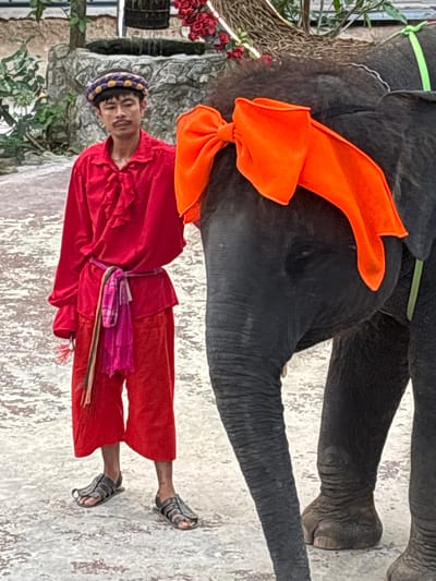 The image shows an elephant and a person in an outdoor setting that appears to be in Nong Prue, Thailand. The elephant is large and dark-skinned, adorned with a bright orange bow tied around its head and a neon green ribbon around its neck. Part of its trunk and leg are visible.
The person, likely a mahout or handler, is wearing traditional attire. They have on a vibrant red robe or tunic with ruffled detailing, and loose-fitting red pants. A colorful sash, featuring pink and other shades, is tied around their waist. They are also wearing a distinctive headband with a patterned design of purple and yellow. The person is looking towards the camera with a neutral expression. They are wearing dark-colored sandals.
The setting includes some decorative elements, such as a cluster of red flowers and what looks like a woven basket to the left of the person. The ground is a light-colored, textured surface, possibly a path or paved area. The overall impression is of a staged presentation or cultural event involving an elephant and its handler. The lighting suggests it is daytime, but there are no clear indicators of the specific time of day or weather conditions. No text is visible in the image.