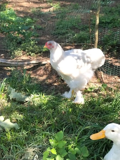 The image shows two birds in an outdoor enclosure. A white chicken with yellow legs is positioned in the center-left of the frame, facing away from the viewer. It is partially obscured by grass. To the right of the chicken, a white duck with an orange beak is visible, its head turned downwards as if foraging. The background consists of a wire fence, soil, and lush green grass, with some vegetation. The scene appears to be set during the daytime, with bright sunlight casting shadows and illuminating the birds and their surroundings. The overall impression is of a peaceful rural setting.