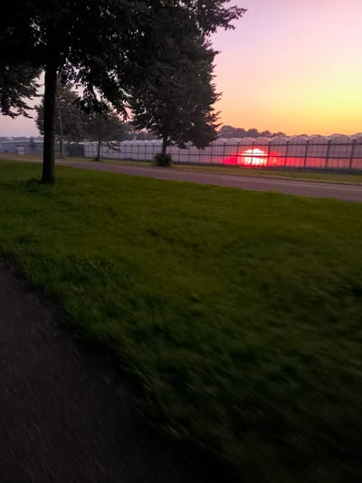 The image depicts a sunrise over a greenhouse complex in Almere, Netherlands. The sun, a vibrant red, is visible through the glass structures of the greenhouses. In the foreground, a road curves to the left, bordered by a grassy field with motion blur, indicating movement. Trees with dark foliage line the left side of the road, silhouetted against the colorful sky. The sky transitions from a pale pink and purple at the top to a warm yellow and orange near the horizon. The overall scene suggests an early morning in a semi-rural or agricultural area within Almere.