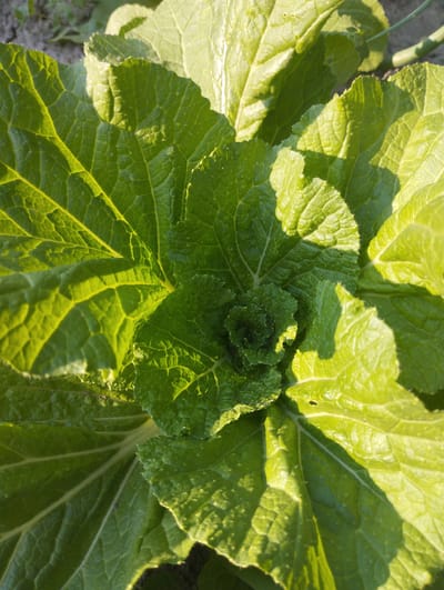 This media file is a close-up, overhead shot of a vibrant green plant, likely a leafy vegetable like cabbage or lettuce, growing in soil. The leaves are large, textured, and show prominent veins, with some crinkled edges. Sunlight highlights the plant, casting shadows and creating a dappled effect on the foliage. The central part of the plant shows tightly furled leaves forming a spiral, suggesting it is in a growth phase.
The scene is outdoors, with hints of dry earth and potentially other vegetation in the background, suggesting a garden or field. The lighting indicates it is likely daytime, with the sun positioned to create strong highlights. The overall impression is one of healthy plant growth in natural conditions. There is no visible text. The location context provided is Voroshylivka, Ukraine.