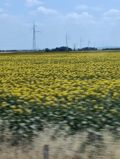 The image displays a vast field of sunflowers, predominantly yellow, stretching into the distance. The field is bordered by a dark line of trees on the left and a blurred, sandy-colored area on the right, possibly a road or embankment. In the background, a clear blue sky with scattered white clouds is visible. Several tall, metal electricity pylons with power lines are scattered across the landscape, with one particularly prominent pylon closer to the foreground on the left. The image appears to have been taken from a moving vehicle, as indicated by the motion blur, especially noticeable in the sunflower field and the right side of the frame. This suggests the activity of traveling through the countryside. The bright sunlight implies a daytime setting, likely during fair weather. The abundance of sunflowers and the clear sky suggest a summer or late spring season. No people are visible, and there is no discernible text in the image. The overall impression is one of a scenic rural landscape, characterized by agricultural fields and infrastructure.