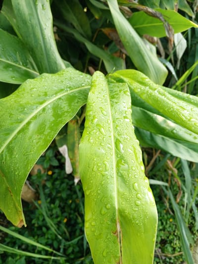 The image shows a close-up of large, bright green leaves covered in water droplets, suggesting recent rain or dew. The leaves have a glossy texture and prominent central veins. In the background, there is lush green foliage, including blades of grass and other plants. Some dried or browning leaves are visible amongst the greenery. The lighting appears natural, highlighting the water droplets and the vibrant green of the leaves. The scene is outdoors and appears to be a natural or garden setting. There are no people or animals present in the image. There is no indication in the image that this scene is located in Bellanneoya, Sri Lanka.
