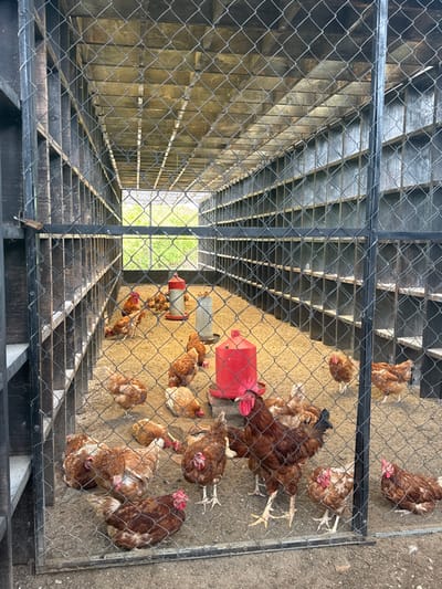 The image displays the interior of a poultry enclosure, likely a chicken coop, located in San Isidro Llano Grande, Mexico. The structure is a rectangular, elongated cage-like space, observed through chain-link wire mesh that forms the foreground and upper portions of the enclosure. The roof is constructed from a series of horizontal wooden slats. Along the left and right interior walls, multi-tiered wooden compartments, likely nesting boxes or roosting shelves, are built into the structure.
The floor of the enclosure is covered with a uniform layer of light-colored, granular bedding material. Approximately 25-30 adult chickens, predominantly reddish-brown hens and at least one larger darker brown rooster, are present. They are engaged in various actions, including standing, resting on the bedding, and foraging. Multiple feeding and watering devices are visible: a prominent red plastic feeder with a broad base is centrally located in the foreground, and further back, a red and white metal feeder and a grey metal water dispenser are situated. Beyond the far end of the enclosure, an open section reveals a bright green grassy field under ambient daylight, indicating an adjacent outdoor environment. No human subjects are visible.