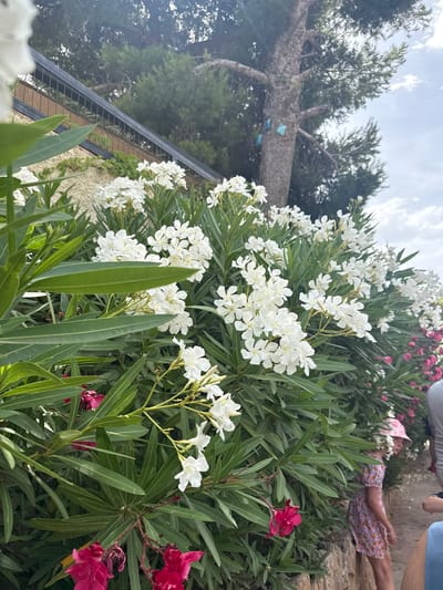 In Benalmádena, Spain, a low-angle medium shot captures a cluster of white oleander flowers with green foliage in the foreground. To the right, a young girl wearing a pink floral dress and a matching hat stands on a dirt path. Behind her, a dense green hedge is laden with more white and pink oleander blossoms. A large, textured tree trunk dominates the background, with branches extending upwards towards a bright, cloudy sky. A dark metal fence runs along a light-colored wall to the left of the frame. The scene appears to be outdoors, possibly in a garden or park.