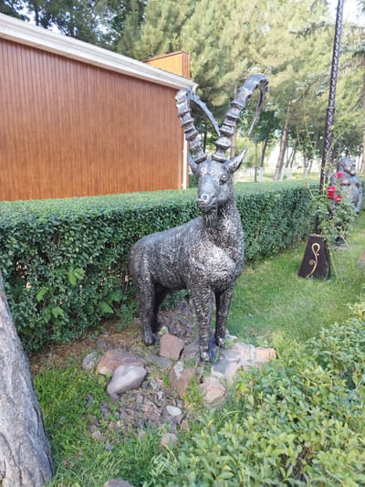 A metallic statue of a mountain goat with large, spiraling horns stands in a garden in Kenbulun, Kyrgyzstan. The statue is situated in front of a neatly trimmed green hedge. Behind the hedge, a wooden building with a brown vertical siding and a white gutter is visible. The ground around the statue is covered with grass, rocks, and some smaller bushes. In the background, tall green trees and a lamppost can be seen. Further in the background, another statue, possibly of a person, is partially visible, adorned with red roses. The lighting suggests it is daytime, with the sun casting shadows.