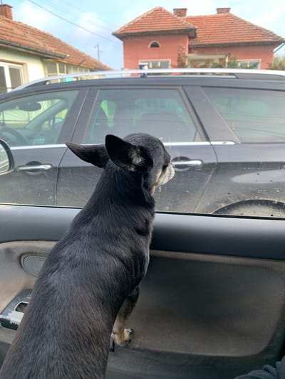 A small, dark-colored dog has its head extended outside the window of a gray car. The car window is partially open. The dog's fur appears short and dense. The car is parked in Gromshin, Bulgaria. Red-tiled roofs of buildings can be seen in the background. The sky is overcast.