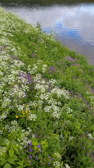 This is a vertical, medium shot of a riverbank in Namsskogan, Norway, likely taken on a clear or partly cloudy day. The scene is dominated by lush green vegetation, a dense mix of tall grasses and various wildflowers. Prominently featured are clusters of delicate white flowers, resembling Queen Anne's Lace, interspersed with small purple bell-shaped flowers and occasional bright yellow buttercups. The vegetation grows right up to the edge of a body of water, which occupies the upper portion of the image. The water's surface is rippled, reflecting the sky and clouds, indicating calm conditions. The overall impression is one of natural beauty and serene wilderness, with the vibrant flora contrasting with the muted tones of the water. There is no visible text in the image.