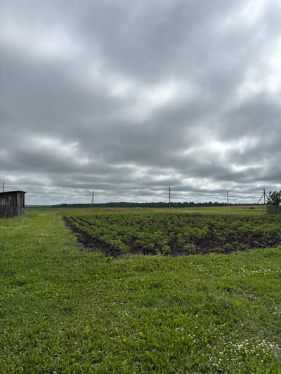 The image depicts a rural landscape under a heavily clouded sky. In the foreground, a grassy field with scattered white wildflowers leads to a tilled field of young potato plants. To the left, a dark wooden shed with a sloped roof stands near the edge of the grass. A wooden pole with wires runs horizontally across the middle ground, and a solitary wooden utility pole stands in the distance. A line of trees forms the horizon, behind which a lighter sky is visible. The overall impression is one of a quiet, overcast day in the countryside, likely in a village setting within Ильпанур, Russia, given the context.