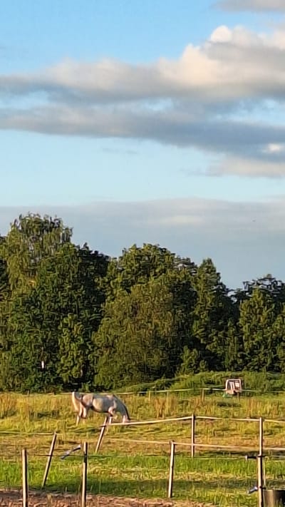 The image depicts a serene countryside scene in Aviekste, Latvia, under a soft blue sky dotted with wispy clouds. In the foreground, a simple wooden fence separates a grassy field from the viewer. A light-colored horse is grazing peacefully in the middle ground, its head lowered to the grass. Behind the horse, a line of lush green trees forms a dense backdrop. Further in the distance, a small, box-like structure, possibly a shelter or feeder, is visible within the field. The overall impression is one of rural tranquility and natural beauty.