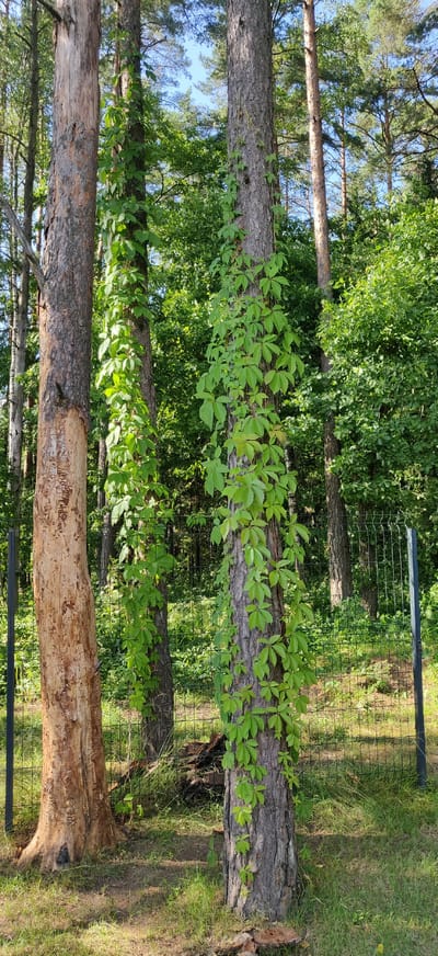 The image depicts a fenced area with three large trees in the foreground. The leftmost tree is a dead or dying tree with a light brown, rough bark texture, showing signs of decay. To its right, two living trees stand. The middle tree is mostly obscured by a vine that climbs its trunk, with vibrant green leaves. The rightmost tree is also covered by a similar vine, with its leaves cascading down the trunk. A wire fence runs horizontally across the middle ground of the image, separating the foreground trees from the background. Beyond the fence, a dense forest of green trees and foliage is visible under a clear blue sky. The ground in the foreground is covered with grass and some fallen leaves. The scene appears to be located in a natural setting, possibly a park or the outskirts of a residential area in Калодзішчанскі сельскі Савет, Belarus. There are no people or animals visible in the image.