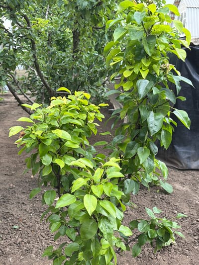 In an outdoor, soil-covered environment, two young fruit trees, likely pear trees due to their foliage, are the primary subjects. The tree on the right is taller and more vertical, with dense, dark green leaves. The tree on the left is shorter and bushier, with lighter green leaves. Both trees have dark, thin branches. Behind the trees, there are other trees with darker foliage, suggesting a garden or orchard setting. To the right of the taller tree, a large, dark tarp is visible, and in the background, a white structure with corrugated siding, possibly a shed or part of a building, is present. The ground is bare soil, with some unevenness. The lighting suggests it is daytime, possibly overcast. The scene appears to be in a yard or garden in Ceadîr-Lunga, Moldova.