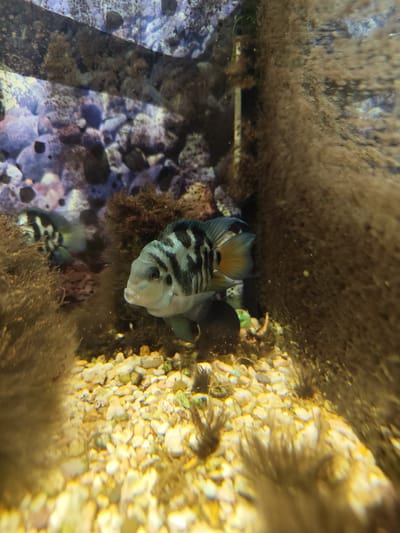 This is a close-up, underwater photograph taken in an aquarium. The main subjects are two fish, likely cichlids, with striking black and white striped patterns. The fish in the foreground is facing to the left, with its mouth slightly open and its eye clearly visible. Its scales have a light grey and white base with distinct black vertical stripes. It has a prominent dorsal fin and a smaller anal fin, and its tail fin shows hints of orange and yellow. A second fish, less in focus, is positioned behind and to the left of the first, exhibiting a similar striped pattern.
The setting is an aquarium environment with a gravelly substrate composed of small, light-colored pebbles. Several pieces of aquarium decor are visible, including dark, textured rocks or driftwood and clumps of brown, stringy algae or aquatic plants. The background is a blur of colors, suggesting more rocks and aquatic plants, with some purple and blue hues present. The lighting appears to be artificial, typical of an aquarium setup.
There is no discernible activity or event taking place other than the fish swimming in their habitat. The image captures a moment of stillness, with the fish appearing alert. No text is visible in the image. The context provided indicates the location is Posyolok Imeni Morozova, Russia, implying this is likely a freshwater aquarium in that region.
