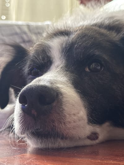 A close-up, eye-level shot shows the face of a black and white dog lying down on a reddish-brown wooden surface. The dog's head is turned to the left, with its snout and nose prominently featured in the foreground. The dog's left eye is visible, reflecting light, while its right eye is partially obscured. The fur around the muzzle is white, with black fur covering the top of the head and parts of the face. The background is blurred, with soft light filtering through what appears to be a curtain or blinds. The image does not provide any information or context related to the city of Vigo, Spain.