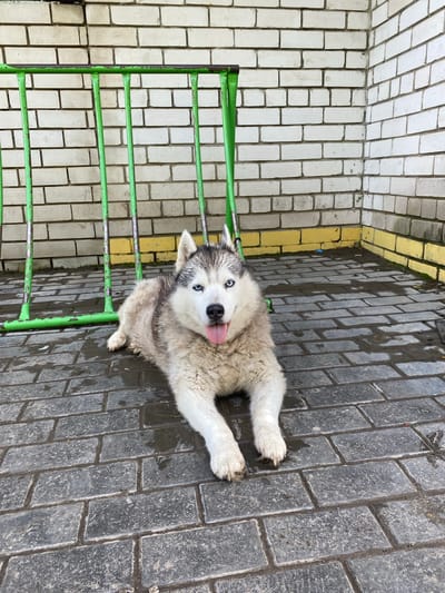 A Siberian Husky dog with blue eyes and a light-colored coat with gray markings lies on a dark gray paved surface in front of a light beige brick wall. The dog's tongue is sticking out. To the left of the dog is a green metal fence with vertical bars. The paved surface appears wet in several areas, indicating it may have recently rained or been cleaned. The brick wall has visible mortar lines. A yellow stripe is visible near the base of the wall behind the dog. The image appears to be taken outdoors in an urban or semi-urban setting. The location in Orel, Russia is not discernible from the image itself.