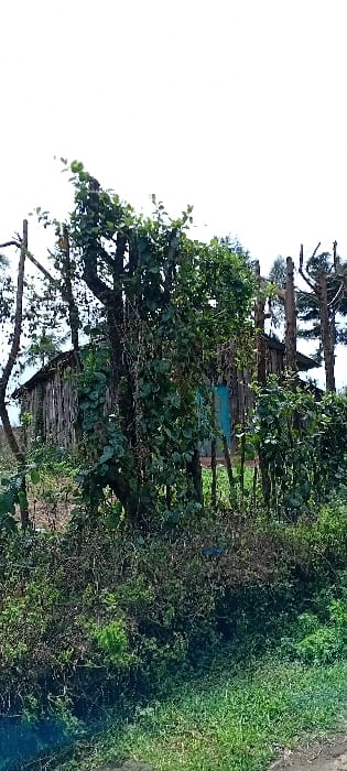 The scene depicts a rural or semi-rural setting in Rwanyambo, Kenya. In the immediate foreground, dense green and brown undergrowth covers the ground. The midground is dominated by a thick-trunked tree with dark bark, heavily entwined with extensive green leafy vines. To the left and right of this central tree, several slender wooden posts or tree trunks, some partially bare and others covered in vegetation, are visible, forming a natural barrier. Behind the vegetation, a weathered, single-story building constructed from vertical timber planks is discernible. A prominent, bright teal-blue door is situated centrally on the building's visible facade. The upper portion of the image reveals a bright, overcast sky. No individuals, actions, or interactions are present within the frame.