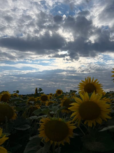 A vertical, low-angle, full shot captures a field of sunflowers under a dramatic cloudy sky. The sunflowers, predominantly yellow with dark brown centers, fill the lower half of the frame. Some are in sharp focus in the foreground, while others recede into the distance, creating a sense of depth. Their large, flat heads and broad green leaves are visible. The sky above is a dynamic composition of grey and white clouds, with patches of bright blue peeking through. Sunlight breaks through the clouds in streaks, illuminating parts of the sky and casting a soft light on the scene below. The distant horizon line is blurred, suggesting a vast, open landscape. The image is set in Hrabovets, Ukraine.