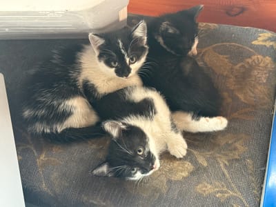 Three black and white kittens are sleeping on a patterned cushion. The kitten in the foreground is lying on its back, with its head tilted to the side. It has large, green eyes and its mouth is slightly open. The other two kittens are nestled together behind it, with one lying on its stomach and the other curled up on its side. They all appear to be very young and fluffy. The cushion is dark gray with a subtle floral pattern in shades of brown and gold. In the background, there is a wooden surface and a white object that looks like a shelf or a piece of furniture. The lighting suggests it is daytime, possibly indoors. The overall scene conveys a sense of warmth, comfort, and peacefulness, typical of young animals resting. There is no visible text in the image.