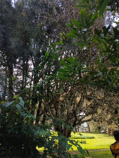 This media file captures a serene outdoor scene, likely a park or natural reserve, dominated by lush vegetation. The setting is characterized by a dense canopy of trees and a bright green lawn in the background.
The primary subjects are the numerous trees. In the mid-ground and foreground, various types of foliage are visible, including pine-like trees with long needles on the left and broad-leafed trees closer to the viewer. A prominent gnarled tree with a thick, textured trunk and branches covered in what appears to be moss or lichen stands centrally, its bare or sparsely leafed branches creating intricate patterns against the lighter background. Sunlight filters through the canopy, brightly illuminating patches of the manicured grass in the distance.
A single person is partially visible in the lower right corner of the frame, seen from behind. They are wearing a yellow top or jacket with a dark head, suggesting they are observing the scene or simply present in the tranquil environment. No specific activity is clearly depicted, implying a moment of quiet contemplation or relaxation.
Notable details include the soft, dappled lighting, which suggests either early morning or late afternoon. The clear skies and vibrant greenery indicate pleasant weather conditions. The abundant and varied foliage, including the distinctive gnarled tree, provides a strong natural aesthetic consistent with the tropical or subtropical climate of Leuro, Timor-Leste. The overall emotion conveyed is one of peacefulness and natural beauty. There is no visible text in the image.