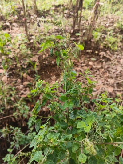In Mong Pun Teing, Myanmar, the scene depicts a dense cluster of herbaceous plants with vibrant green, ovate, serrated leaves in an outdoor natural environment. The plants occupy the foreground and midground, with multiple small, light-colored flower buds or inflorescences visible on their stalks and among the foliage. The ground directly beneath and surrounding the plants consists of a mixture of dry, fallen brown leaves, exposed dark soil, and sparse patches of lighter green ground cover. In the out-of-focus background, several slender, vertical brown stalks or tree trunks are discernible, suggesting a wooded or overgrown area beyond the immediate vegetation. The lighting is natural and diffuse; no strong shadows are present. No human figures, animals, or artificial objects are present or engaged in any discernible action or interaction within the frame.