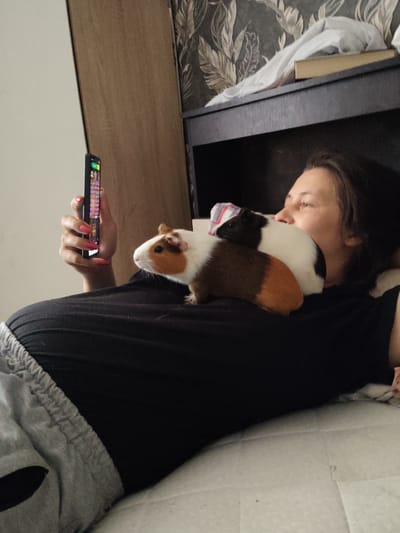 A person is lying on a bed, holding a smartphone and looking at it. Two guinea pigs are on the person's chest. One is brown and white, and the other is black and white. The person is wearing a black t-shirt and gray sweatpants. The background shows a wall with floral wallpaper and a shelf with a book and some bedding. The image appears to be taken indoors in a bedroom.
