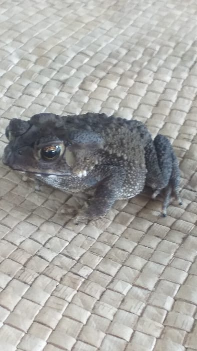 A dark-colored toad is positioned on a light beige, tightly woven mat. The toad, oriented facing left and slightly forward, exhibits a mottled dark gray-brown dorsal surface with visible warts and prominent parotoid glands behind its large, reflective eyes. Its ventral and lateral surfaces display lighter, whitish speckling. The woven mat features a clear grid pattern of interlocking rectangular strands. The scene is located in Cot Bagie, Indonesia. There are no other subjects, objects, or actions discernible.