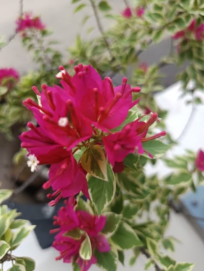 This image, captured in Ouderkerk aan de Amstel, Netherlands, presents a focused close-up of a blooming Bougainvillea plant. The primary subject is a dense cluster of vibrant fuchsia-pink bracts, with small, white, tubular true flowers emerging from their centers. Surrounding this central cluster are numerous variegated leaves, characterized by dark green centers and irregular creamy-white margins. Additional, less distinct clusters of fuchsia-pink bracts and variegated foliage are visible in the blurred foreground and background, indicating a larger plant structure. The background appears uniformly light-colored and out of focus. No human subjects or discernible artificial objects are present.