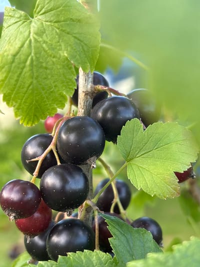 This is a close-up, eye-level shot of a cluster of blackcurrants growing on a branch, with lush green leaves in the foreground and background. The blackcurrants are ripe, appearing dark purple and round, with a few lighter red ones interspersed. They are dotted with tiny white specks, characteristic of the fruit. The leaves are vibrant green, some showing slight serrations along their edges. The scene is bathed in natural light, suggesting it is daytime, likely outdoors in a garden or natural setting. The focus is sharp on the berries and nearby leaves, with the background softly blurred, creating a shallow depth of field. There are no people visible, nor any text. The overall impression is one of natural abundance and the vibrant colors of summer fruit ripening on the vine. The location context of Yermolino, Russia, suggests this could be a common sight in gardens or agricultural areas of the region during the berry season.