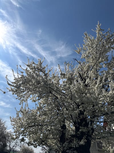 The image shows a tree with white blossoms against a blue sky with wispy clouds. The tree is located in Lipnik, Bulgaria. The view is from below, looking up into the branches of the tree. A building is partially visible on the right side of the image.