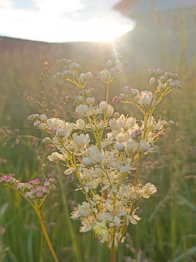 The image presents a close-up view of a dense cluster of small white flowers and numerous spherical buds with distinct pink tips, centrally positioned and in sharp focus. These flowers are strongly backlit by a bright, warm light source, consistent with the sun during golden hour, emanating from the upper right of the frame. This creates significant lens flare and a luminous halo around the subject. The background is rendered in a soft, out-of-focus blur, revealing indistinct green grasses and other reddish-brown plant stalks, indicating a natural outdoor setting such as a field or meadow. A faint, reddish-brown architectural element, possibly a roofline, is vaguely discernible in the far upper right. No human figures or animals are present. The described location is Gabdyukovo, Russia; however, this specific geographical detail cannot be ascertained from the visual evidence within the image itself.