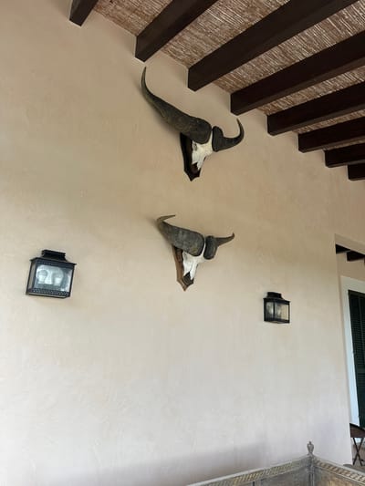 An interior wall with a textured, light beige or cream finish dominates the frame, showcasing several decorative elements. In the upper left, a ceiling structure with dark, substantial wooden beams runs diagonally, revealing a lighter, woven material, possibly straw matting, between them.

Mounted on the wall are two sets of animal horns, likely from a bovine, fixed to dark wooden plaques. The horns are dark greyish-black, curved, and conical, with portions of the skull visible beneath them. The left set is positioned higher than the right.

Two dark, rectangular wall-mounted lanterns or sconces are also visible. One is smaller and situated higher on the wall towards the upper right, while a larger one is positioned lower and towards the bottom right, clearly showing two modern LED bulbs inside its glass casing.

Architectural details are present in the background. In the upper right corner, a dark green slatted structure, possibly a shutter, and a light-colored, ornate vertical column or decorative element are partially visible. The overall aesthetic suggests a rustic or traditional Mediterranean design, located in Santa Maria del Camí, Spain. No people or specific activities are depicted in the image.