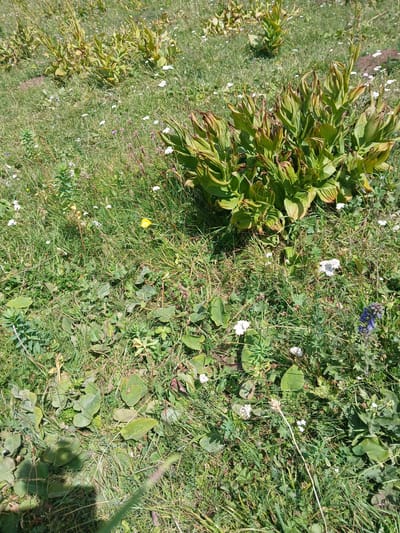 The image shows a patch of green vegetation, characteristic of a meadow or hillside in the city of Karkara, Kyrgyzstan. The vegetation is a mix of grasses, broad-leaved plants, and small white and yellow wildflowers, with a cluster of larger plants with green and reddish-brown leaves prominently in the center-right of the frame. A single purple wildflower is visible in the lower right quadrant. The ground is uneven, suggesting a natural, uncultivated terrain. No people or animals are visible in the image. The lighting indicates it is daytime, likely sunny, with shadows cast by the vegetation.