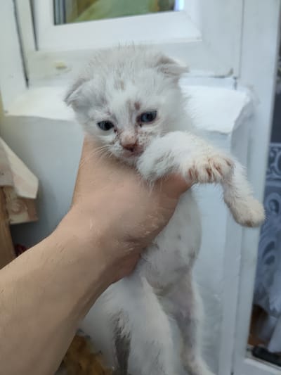 A person's hand holds a very young white kitten. The kitten has blue eyes and some darker markings on its fur, particularly on its face and back. Its ears are folded down, characteristic of some breeds like Scottish Folds. The kitten appears to have some dirt or discoloration around its eyes and nose. The background is out of focus but suggests an indoor setting with white structures and possibly a window. The image was taken in Андрэеўшчынскі сельскі Савет, Belarus.