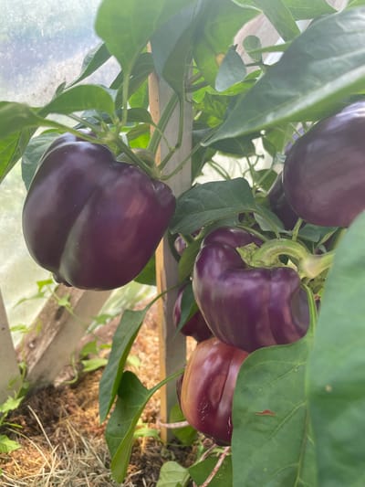 The image depicts a close-up view of several purple bell peppers growing on a plant within a greenhouse. The peppers are a deep, rich purple color, with smooth, glossy skin. Some peppers are fully ripe, while others appear to be in earlier stages of development, exhibiting a reddish hue. The plants have vibrant green leaves and are supported by wooden stakes. The background shows the diffused light of the greenhouse structure, with hints of straw or mulch on the ground. The overall scene suggests a productive harvest of bell peppers in a controlled growing environment. The location is identified as Puhja, Estonia.
