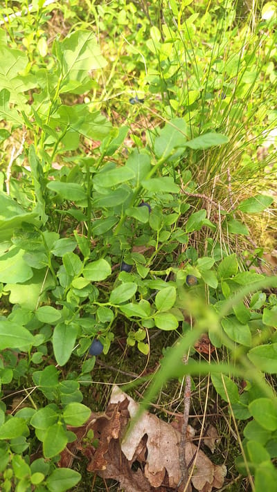 This image depicts a close-up view of a blueberry bush with ripe berries, located in a forest setting within Vālodzes, Latvia. The bush is dense with green leaves and dotted with dark blue blueberries. The ground beneath the bush is covered with moss, dry leaves, and grass. The lighting suggests it is daytime, with sunlight filtering through the foliage, creating areas of light and shadow. No people are visible in the image.