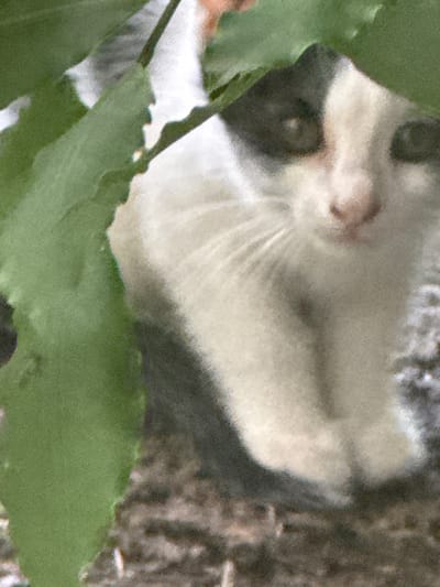 A black and white cat is partially obscured by green foliage in this close-up, slightly blurry image. The cat's face, with dark markings around its eyes and ears, is visible, along with its white chest and paws. The background appears to be a textured, possibly rocky surface. The scene is likely outdoors, given the presence of leaves. There is no discernible information in the image to associate it with Düyərli, Azerbaijan.