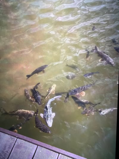 The image shows a body of water containing numerous fish, likely carp, of varying sizes and coloration, including silver and dark hues. The water's surface is rippled, creating distortion. Adjacent to the water is a section of a wooden boardwalk or dock. The location is likely in Reigate and Banstead, United Kingdom.