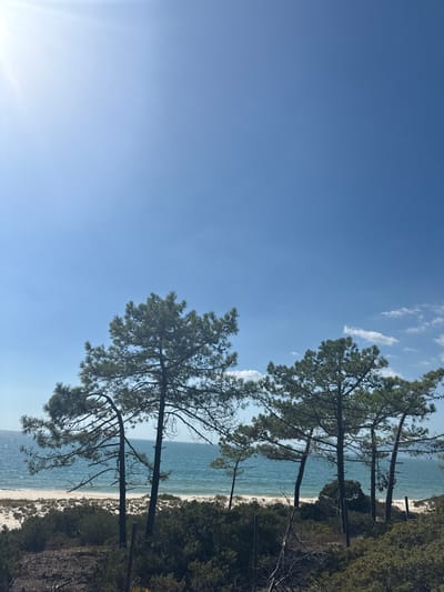 The image displays a sunlit coastal landscape located within the municipality of Grândola, Portugal. The scene is characterized by a bright, clear blue sky, with a prominent sun flare in the upper left quadrant. The immediate foreground consists of dense, low-lying green and brown coastal scrub vegetation. Several tall, slender maritime pine trees, identifiable by their dark green needle clusters and visible trunks, rise from this scrub in the midground, partially framing a view of the Atlantic Ocean. The ocean water exhibits varying shades of turquoise and blue with visible surface ripples, extending towards a distant horizon. A narrow strip of light beige sand forms the beach between the coastal vegetation and the water. No human figures, animals, or man-made structures are visible within the frame.