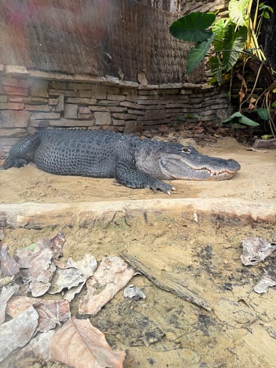 The image shows an alligator lying on a sandy bank next to a textured wall made of stacked stones. The alligator is dark gray with rough, scaly skin and visible claws. Its head is turned to the side, revealing its eye and open mouth. The sandy area is scattered with dry leaves and debris, suggesting an outdoor environment. Lush green foliage is visible in the background, indicating a natural or semi-natural habitat. The lighting suggests it is daytime, and the scene appears to be calm, with the alligator resting. There is no visible text in the image. The overall impression is a close-up view of an alligator in its environment.