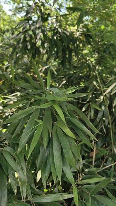 A close-up, vertical shot captures a cluster of lush green bamboo leaves in the foreground, with other bamboo stalks and foliage filling the background, creating a dense, natural environment. The lighting suggests a bright, possibly sunny day, with light filtering through the leaves and creating highlights and shadows. The focus is on the intricate details of the bamboo leaves, showcasing their shape, texture, and arrangement. The overall impression is one of natural beauty and tranquility. The location is Prigorodny, Russia.