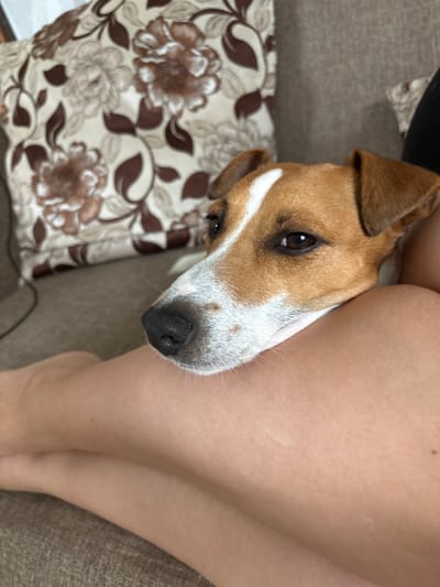 A Jack Russell Terrier with tan and white markings rests its head on the lap of a person. The dog's brown eyes are looking directly at the camera. The person's legs, visible from the mid-thigh down, are bare and lightly tanned. They are seated on a textured brown sofa. Behind the dog, a pillow with a brown floral pattern is visible against the sofa. The scene takes place indoors, likely in a residential setting. No specific location in Vladimirovka, Russia, can be determined from the image.
