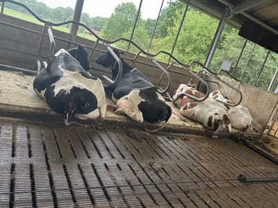 The image depicts a barn interior in Wilhelminaoord, Netherlands, with four cows lying down. The cows are of two distinct color patterns: one is black and white Holstein Friesian, and the other is brown and white. They are housed in stalls with metal dividers. The floor of the stalls is made of a slatted material, appearing to be concrete, and is covered in dirt and mud. The background shows a blurred view of green trees and a fence, suggesting an outdoor environment visible through the barn's open structure. The lighting is natural, with overhead light filtering into the barn.