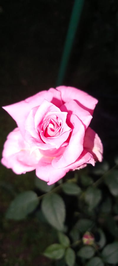 A close-up, vertical shot focuses on a single, pink rose in bloom. The rose is positioned in the center of the frame, with its petals unfurling to reveal a tightly coiled center. The lighting casts a soft glow on the petals, highlighting their delicate texture. Behind the rose, the background is dark and out of focus, with some greenery visible in the lower portion of the image. The overall impression is one of natural beauty, likely captured in a garden setting. The context of the city of Мерчалово Снт, Russia, suggests this is a scene from a private garden or park within that location.