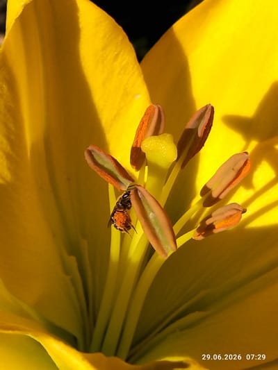 A macro photograph captures a close-up view of the interior of a yellow lily in Zavodske, Ukraine. A small bee, dusted with bright orange pollen, is actively collecting nectar from the flower's stamen. The stamen, consisting of filament and anther, are prominent within the bloom. The petals of the lily form a soft, luminous yellow background, with shadows cast by the flower's structure and possibly nearby foliage. The image is dated "29.06.2026 07:29".